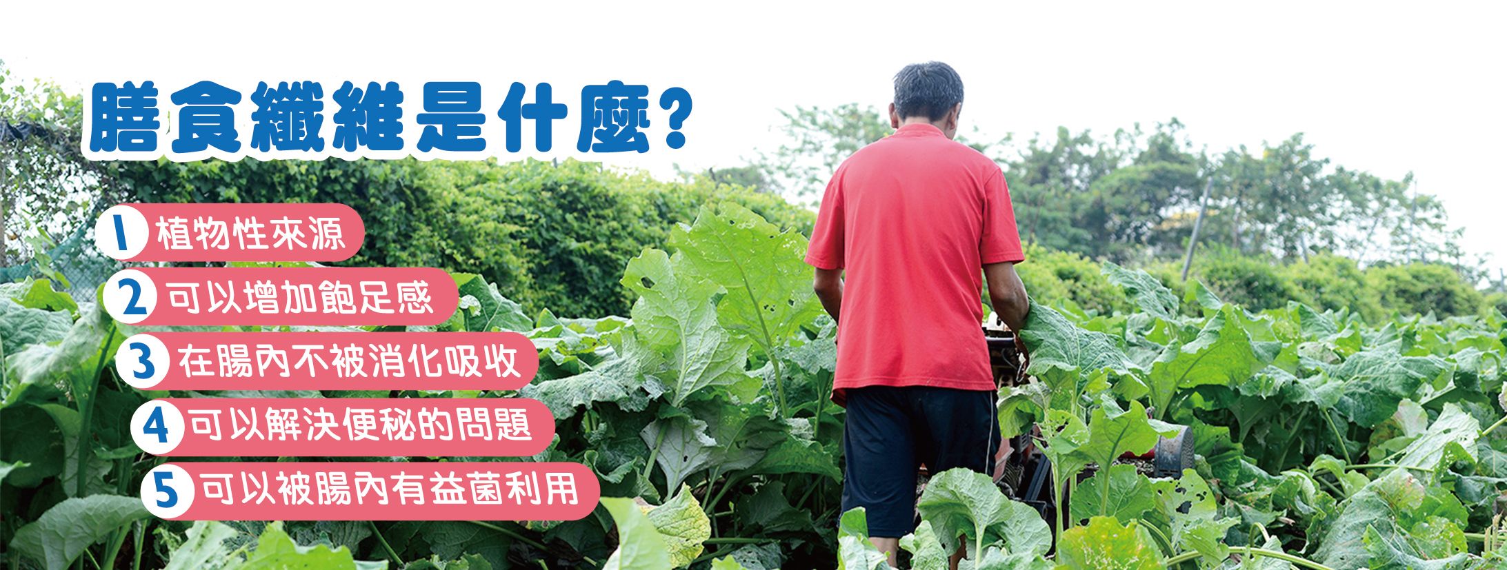 膳食纖維 (Dietary Fiber)的特性