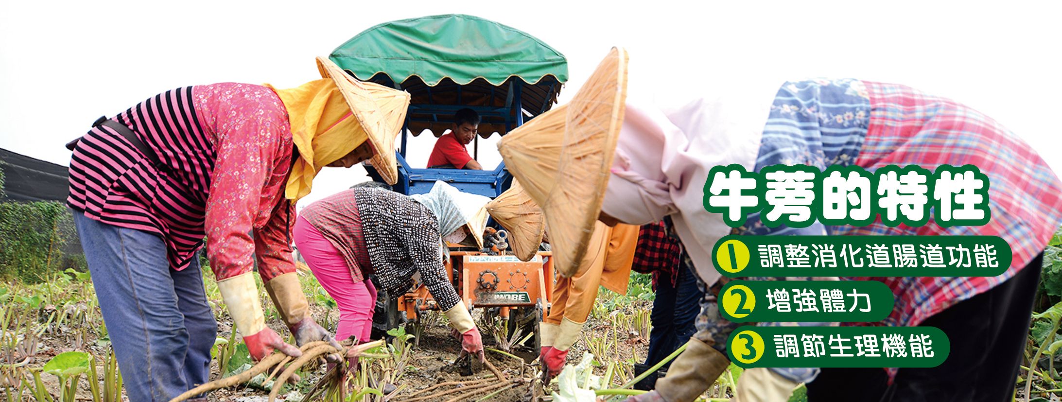 牛蒡營養成分介紹