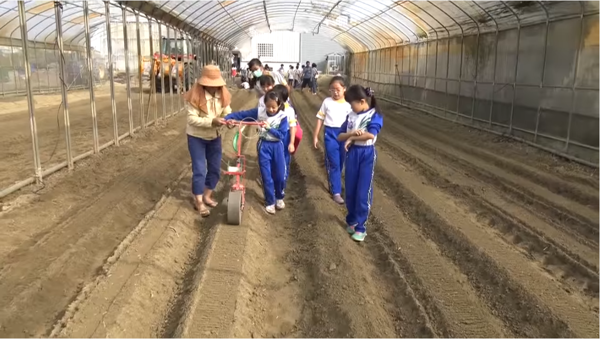 屏東歸來國小高年級體驗"種牛蒡"~