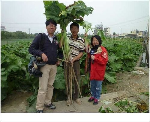 大力蔘牛蒡,日本再現生機